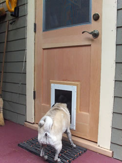 pet door installation